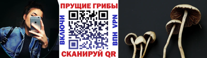 даркнет сайт  Зарайск  Галлюциногенные грибы Psilocybine cubensis 